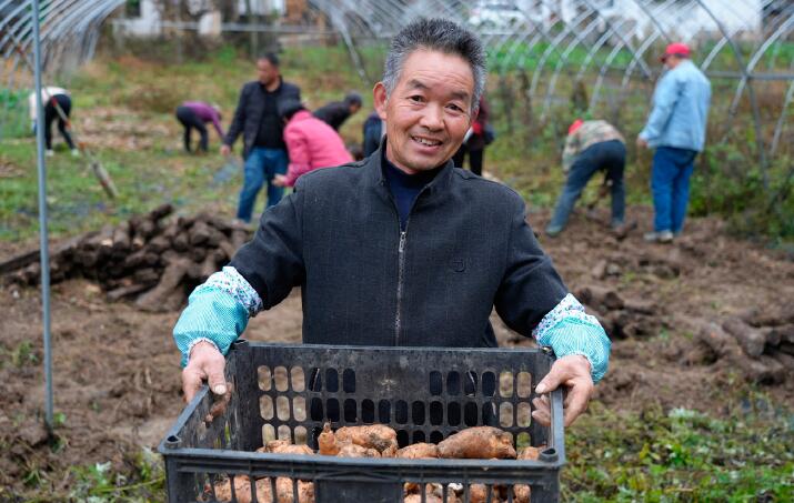 陜西省漢中市略陽縣天麻種植基地采挖現場。